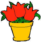 tulip pot plant