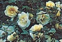 Rosa Fruhlings Gold Yellow