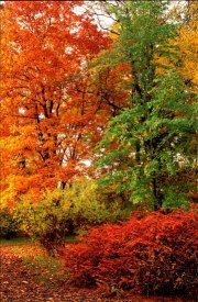 trees in Autumn / Fall colour