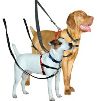 two dogs on leads