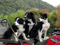 three collies on the back of a quad bike