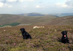 two black dogs in the hills