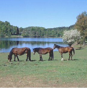 three horses by lake