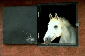 white horse looking over stable door