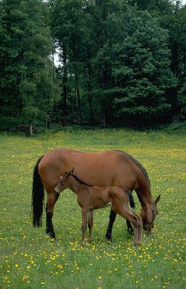 horse and foal eating grass