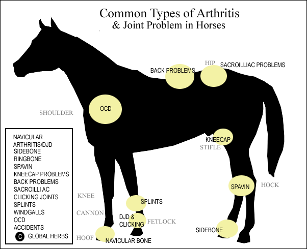 diagram of common types of arthritis and joint problems in horses