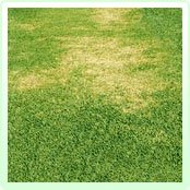bare patches on lawn