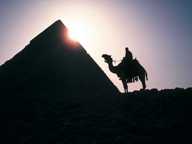 camel by pyramid in the sunrise or sunset