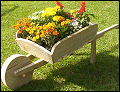 garden wheelbarrow planter