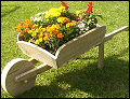 Full Instructions on How to Make a Wheelbarrow Planter for Your Garden.